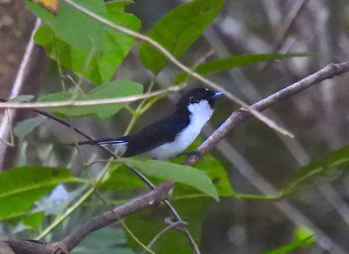 Boano Monarch - ML646635284