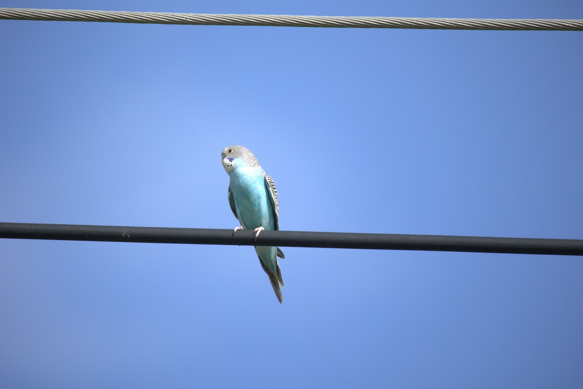 虎皮鸚鵡(馴化) - ML646635285