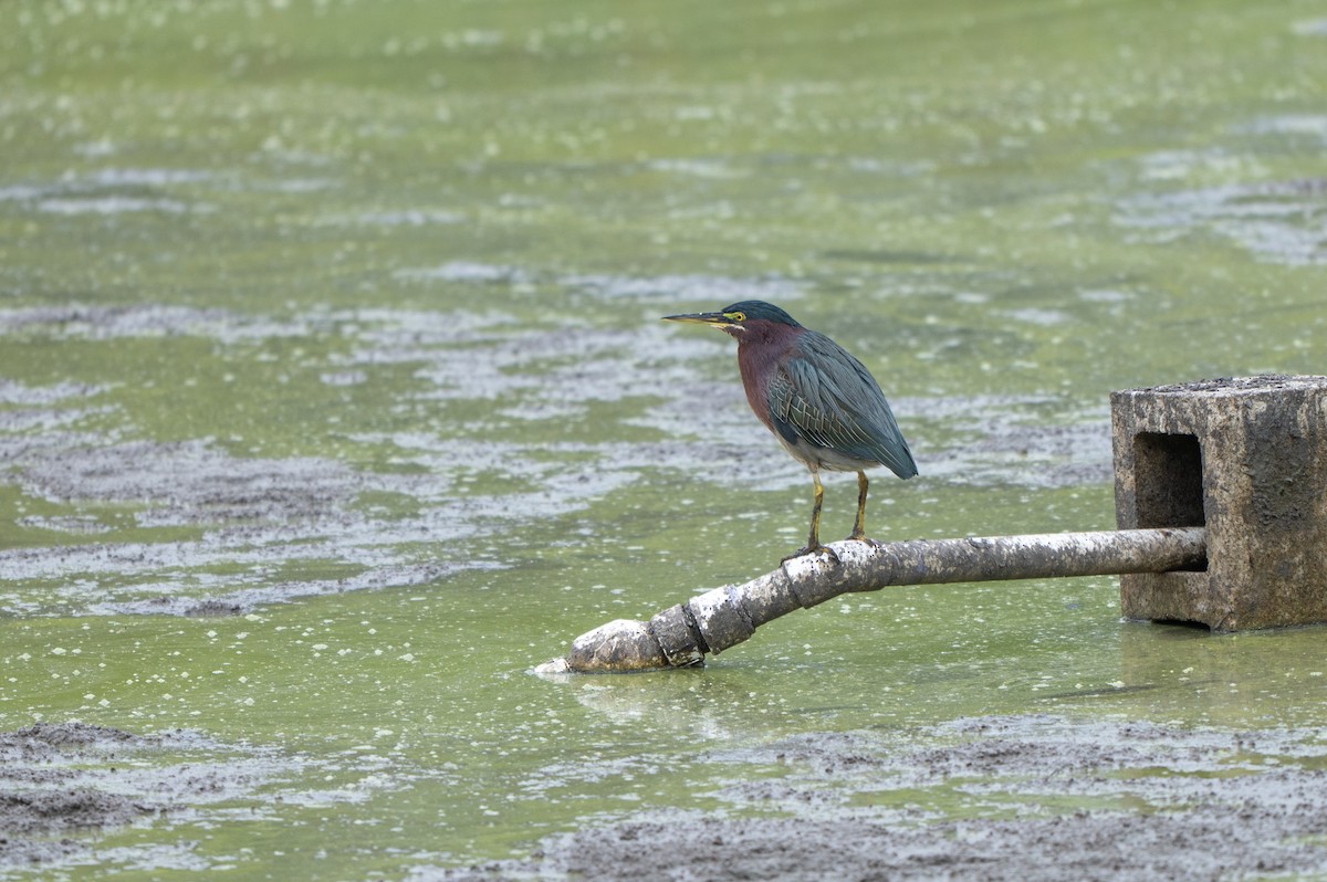 Grünreiher - ML646635287