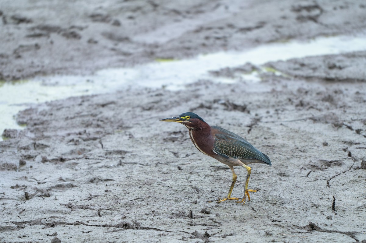 Grünreiher - ML646635288