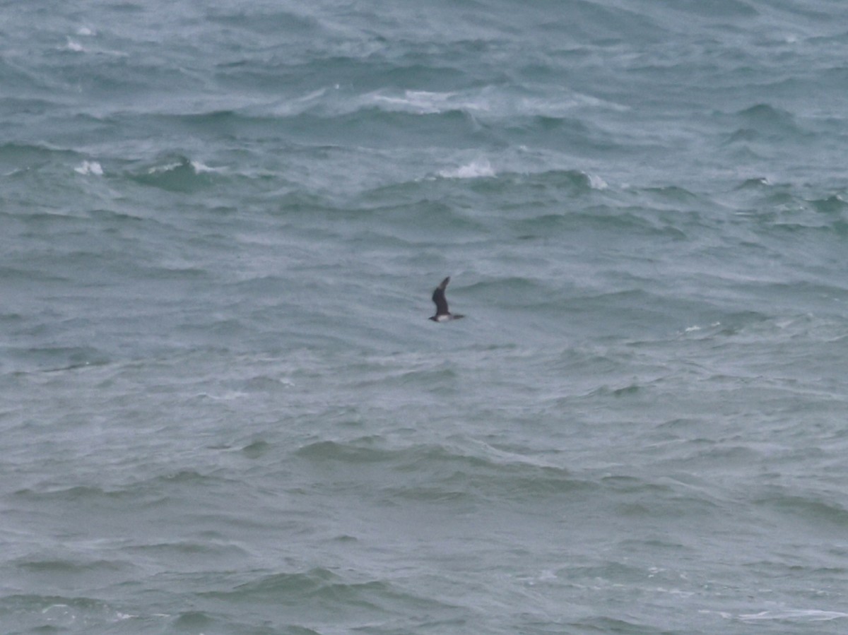 Parasitic Jaeger - ML646635290