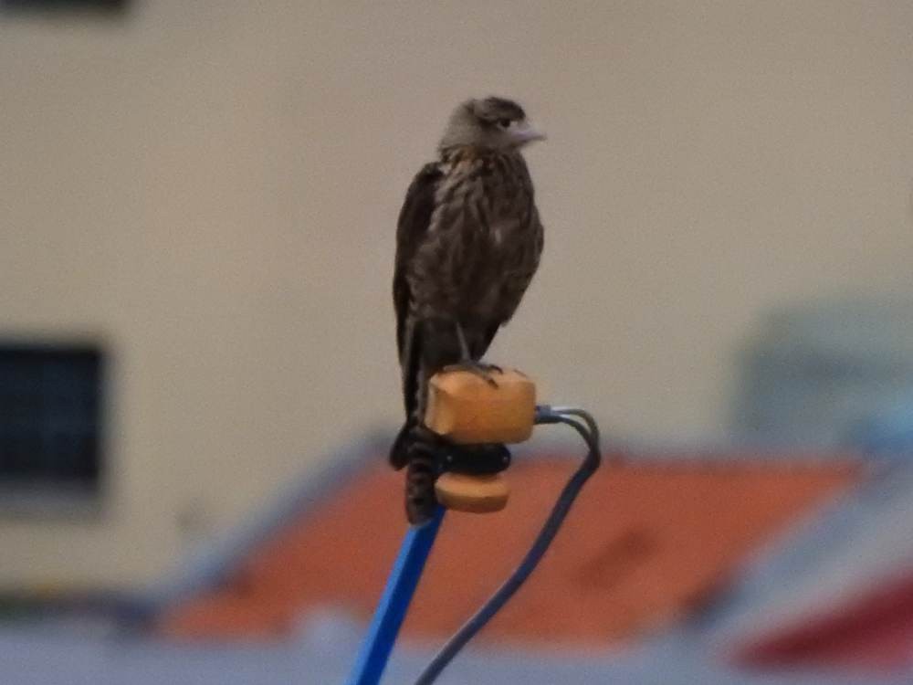 Yellow-headed Caracara - ML646635292