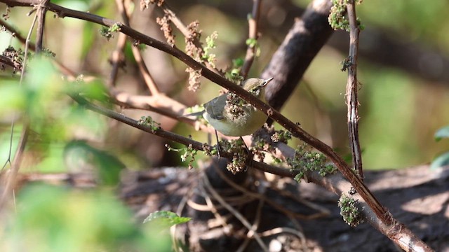 Вівчарик весняний - ML646635293