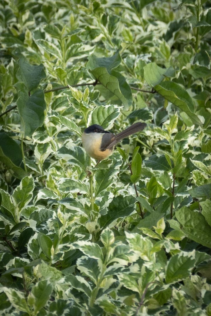Ashy Prinia - ML646635294