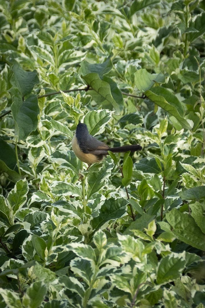 Ashy Prinia - ML646635295