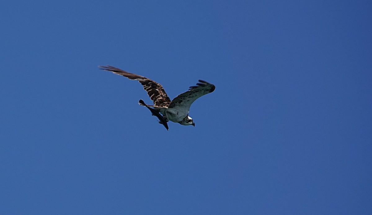 Osprey (Australasian) - ML646635296