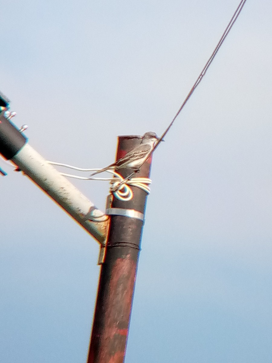 Gray Kingbird - ML646635297