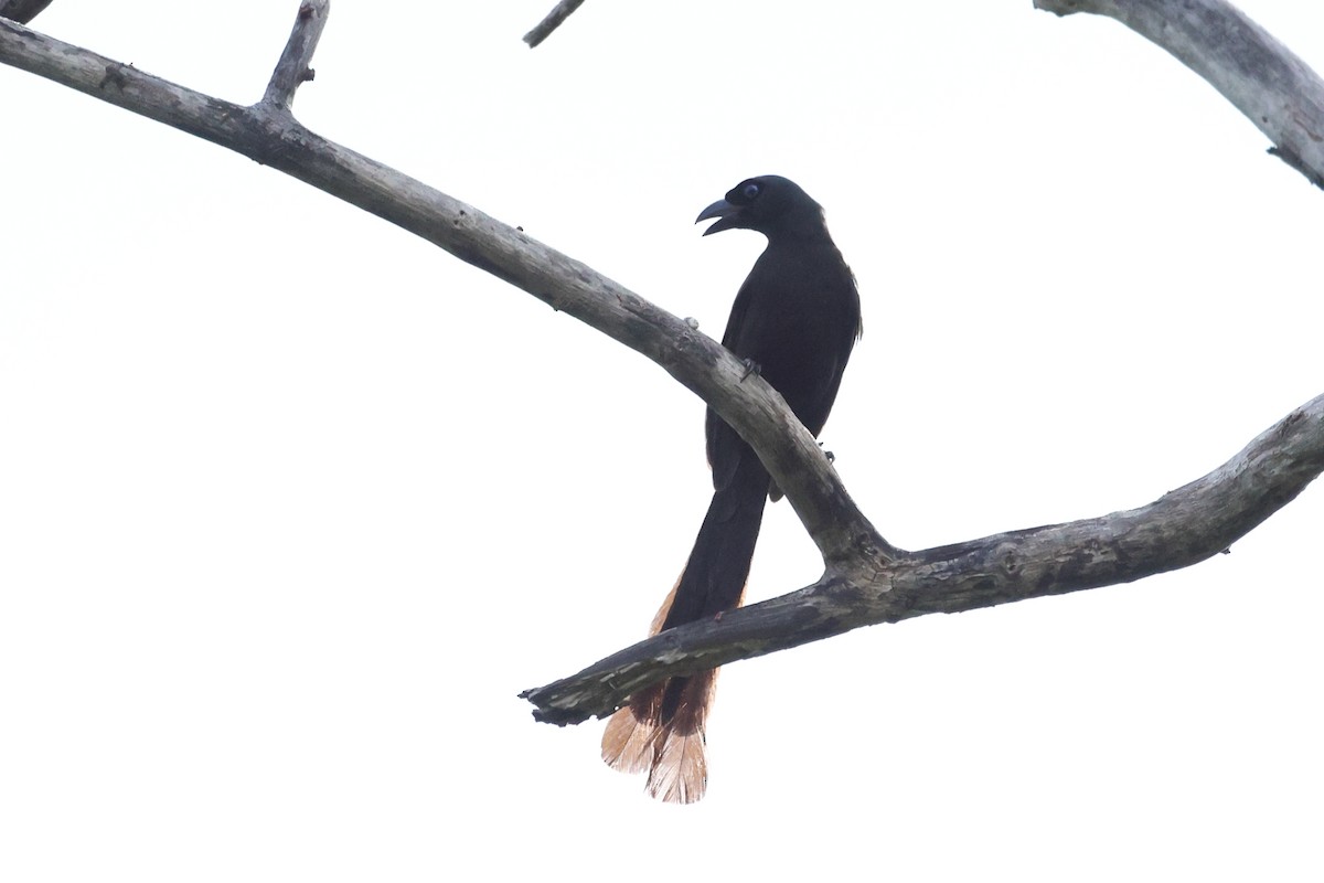 Ракетохвостая сорока - ML646635299