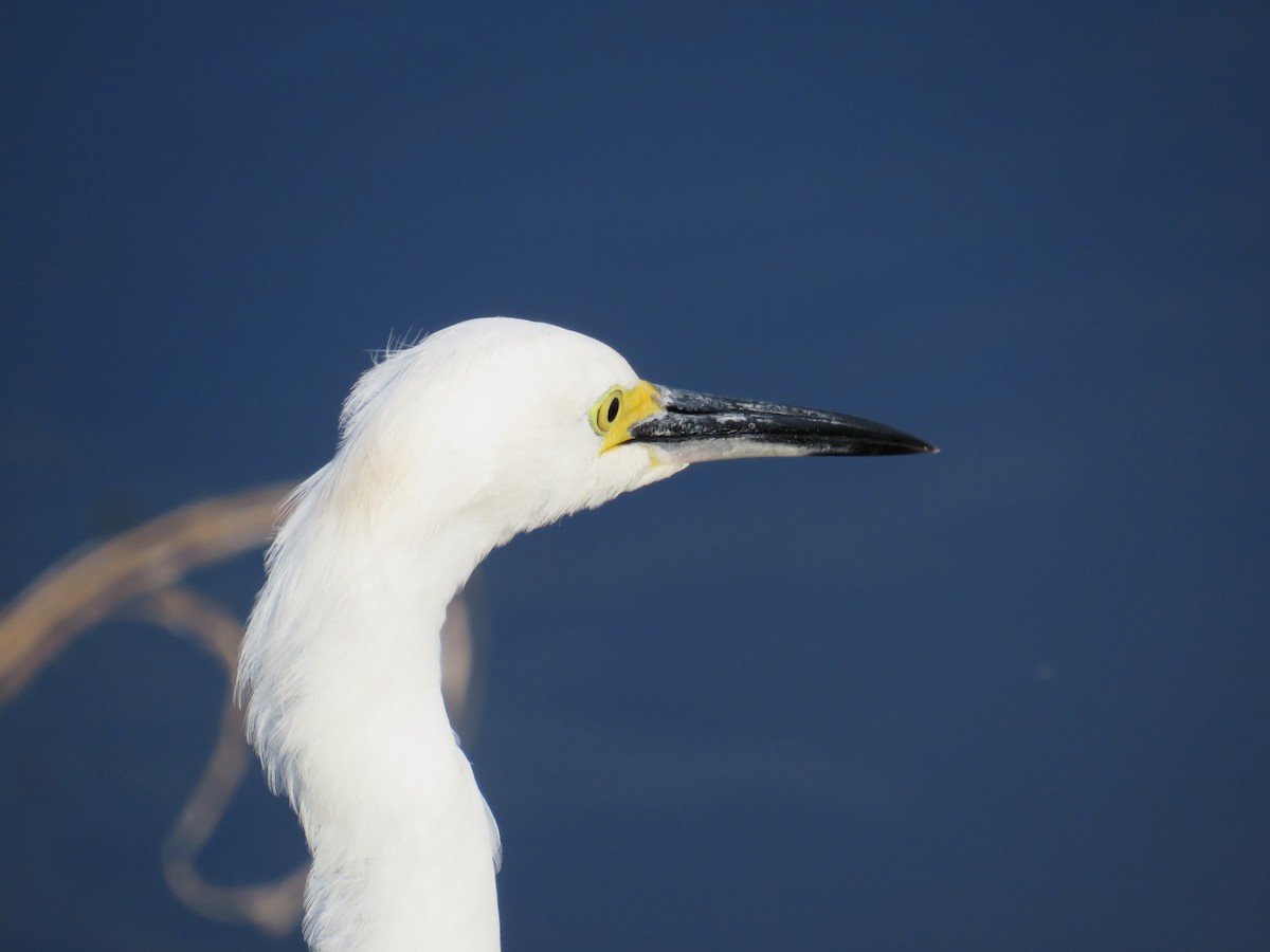 Snowy Egret - ML646635300