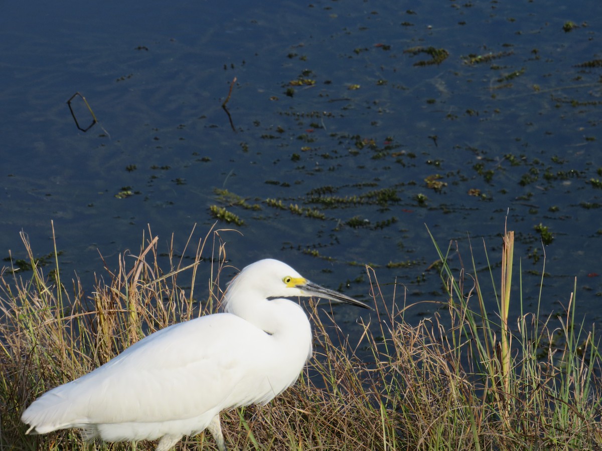 Snowy Egret - ML646635302