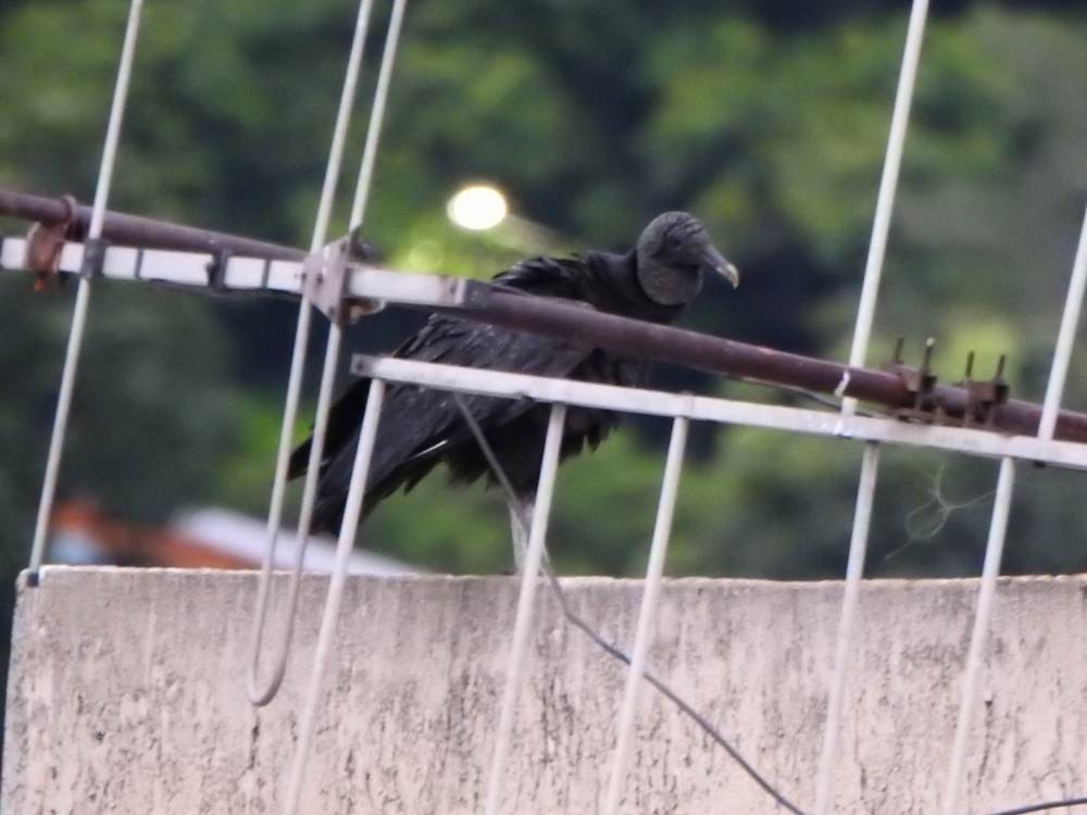 Black Vulture - ML646635303