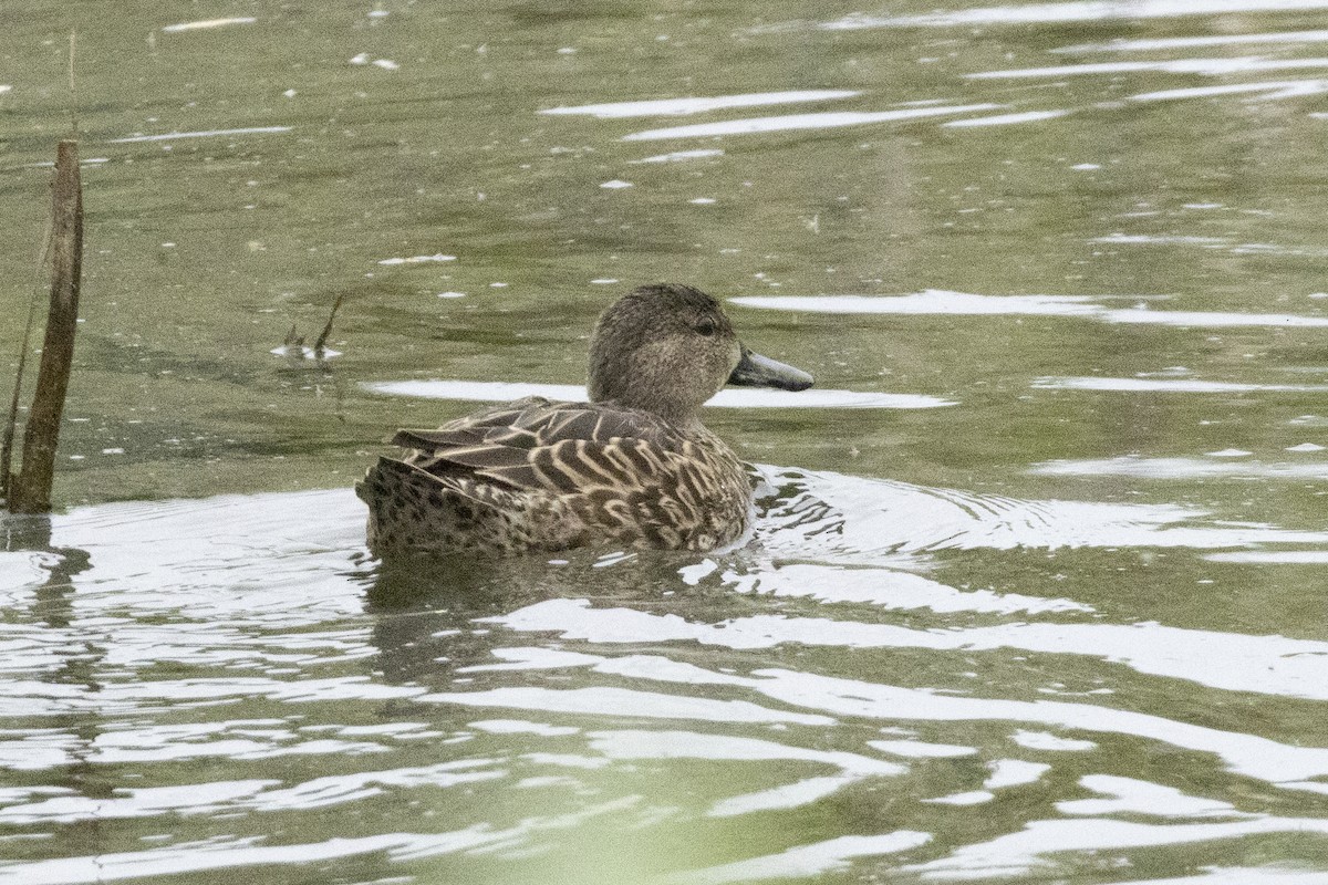 Blue-winged Teal - ML646635304
