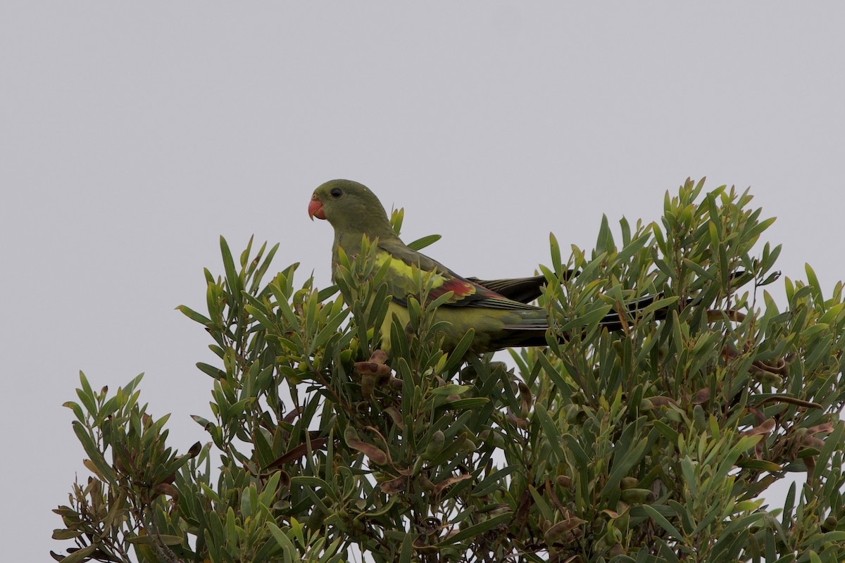 Regent Parrot - ML646635305