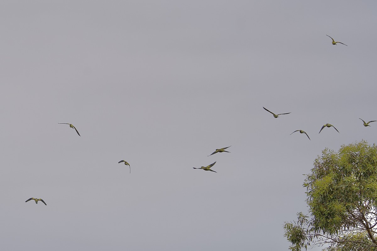 Regent Parrot - ML646635306
