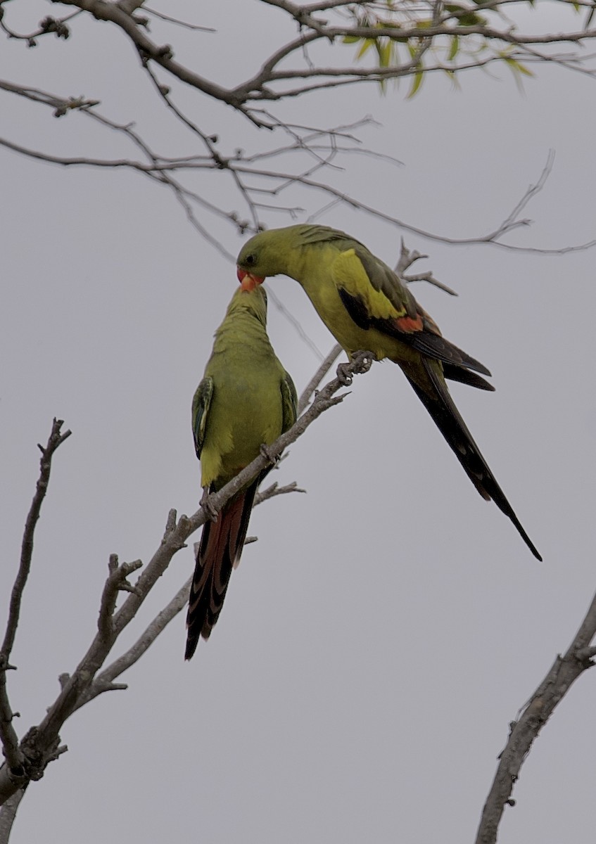 Regent Parrot - ML646635307
