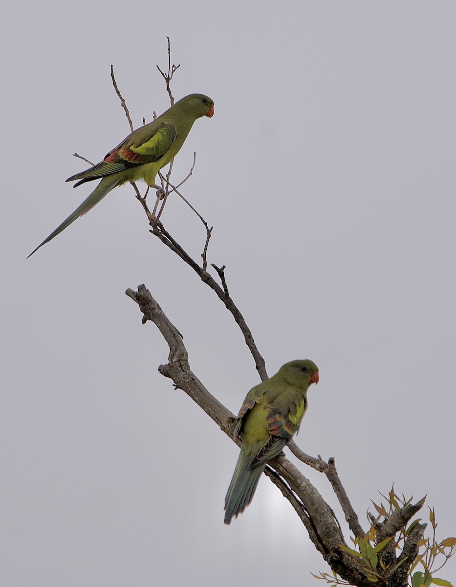 Regent Parrot - ML646635308