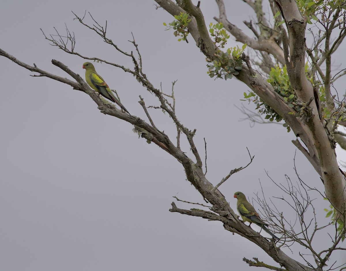 Regent Parrot - ML646635309