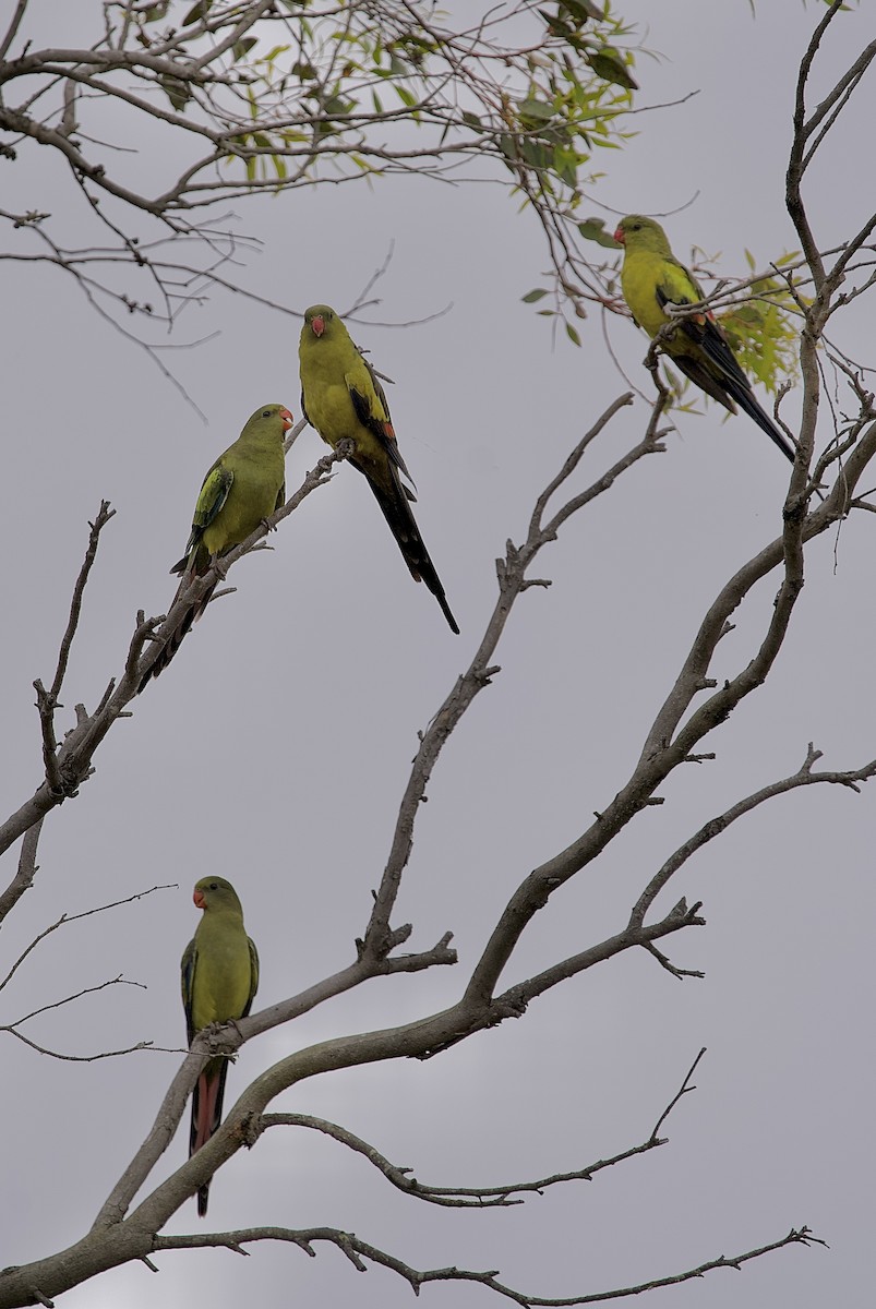 Regent Parrot - ML646635310