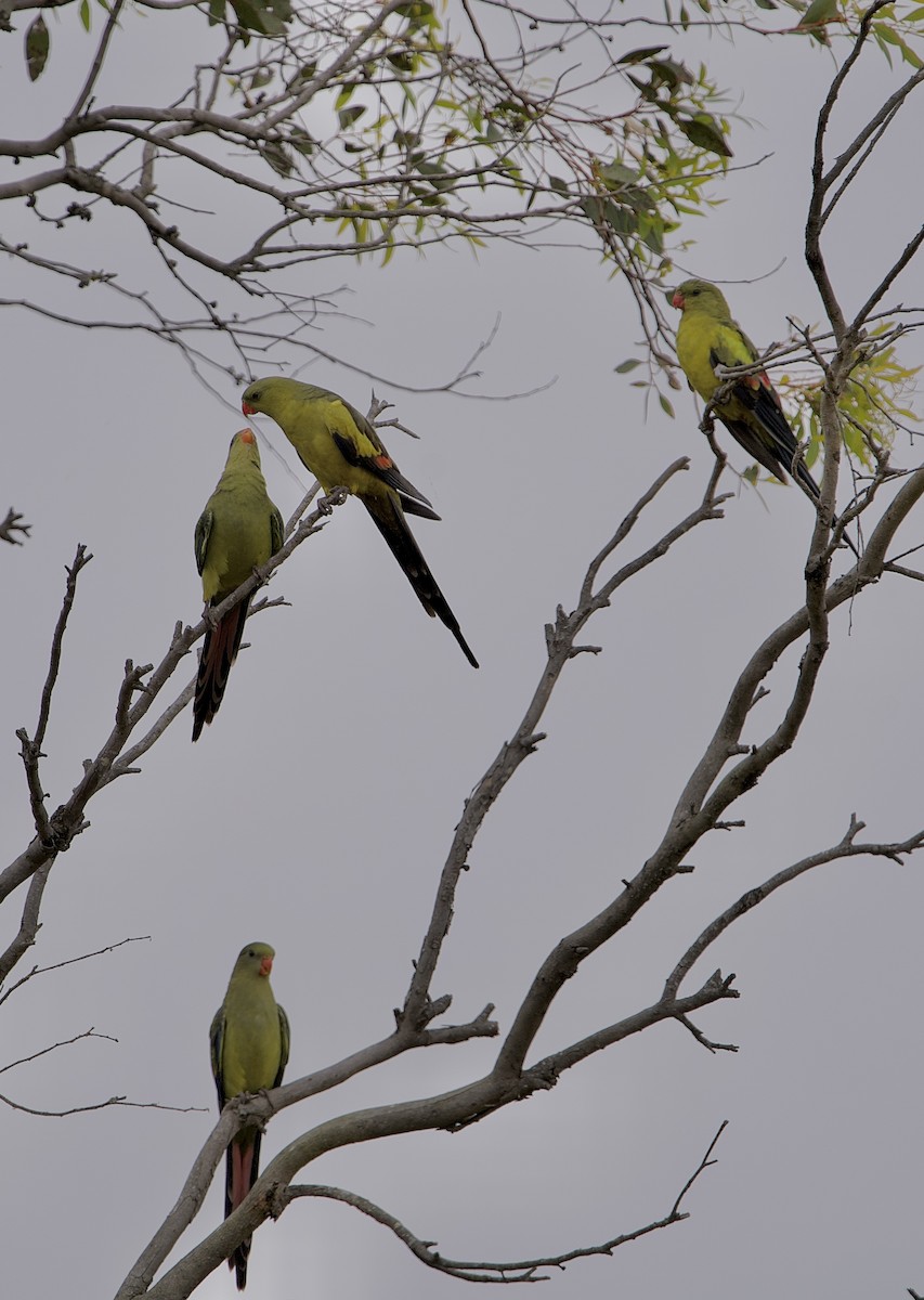 Regent Parrot - ML646635311