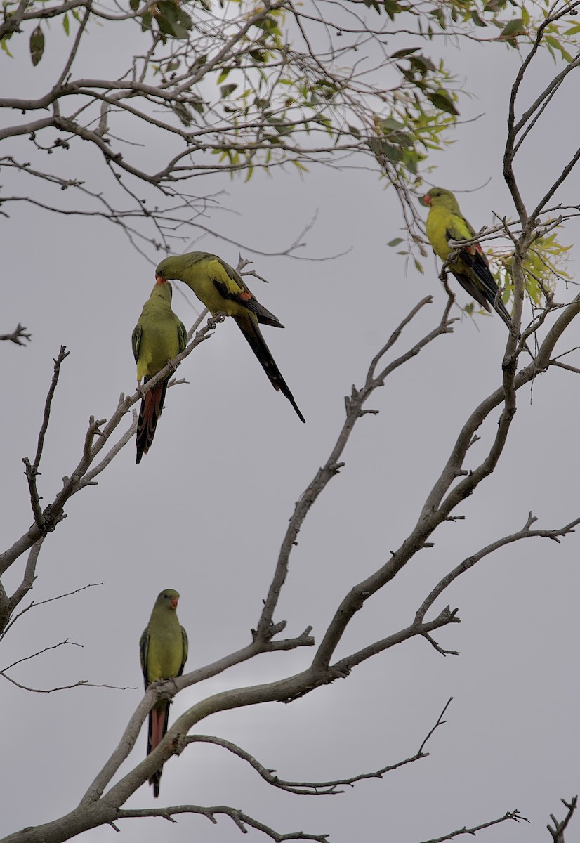 Regent Parrot - ML646635312