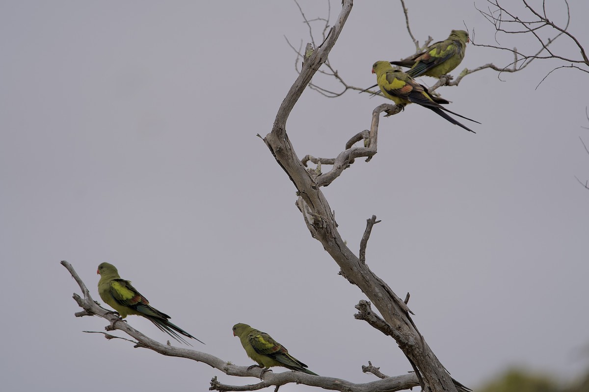 Regent Parrot - ML646635313