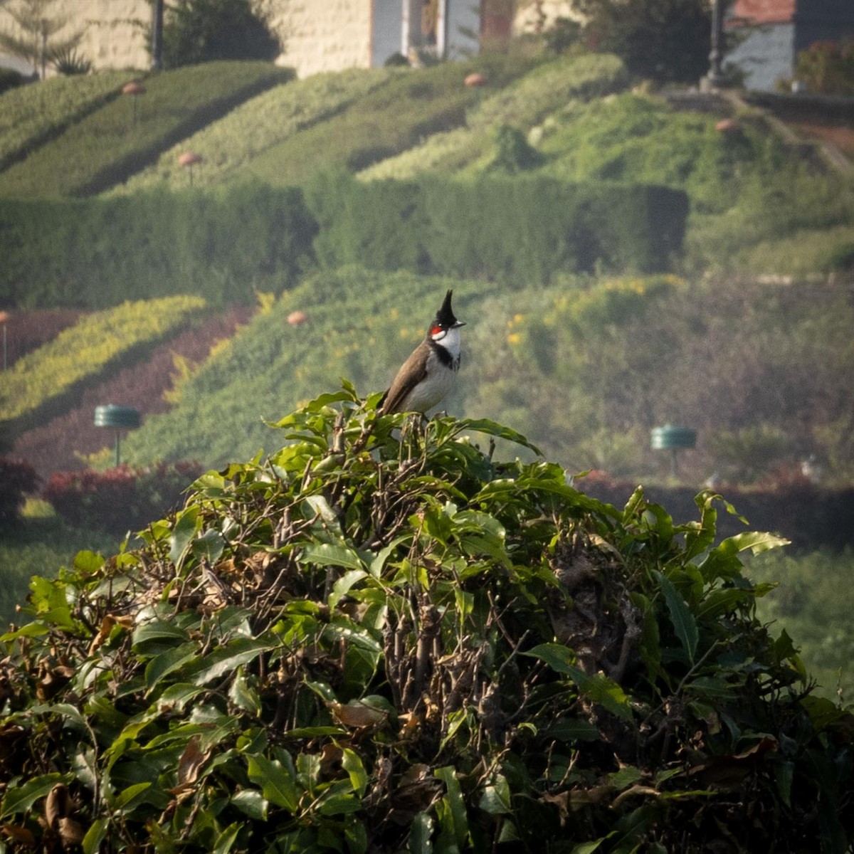 Red-whiskered Bulbul - ML646635314