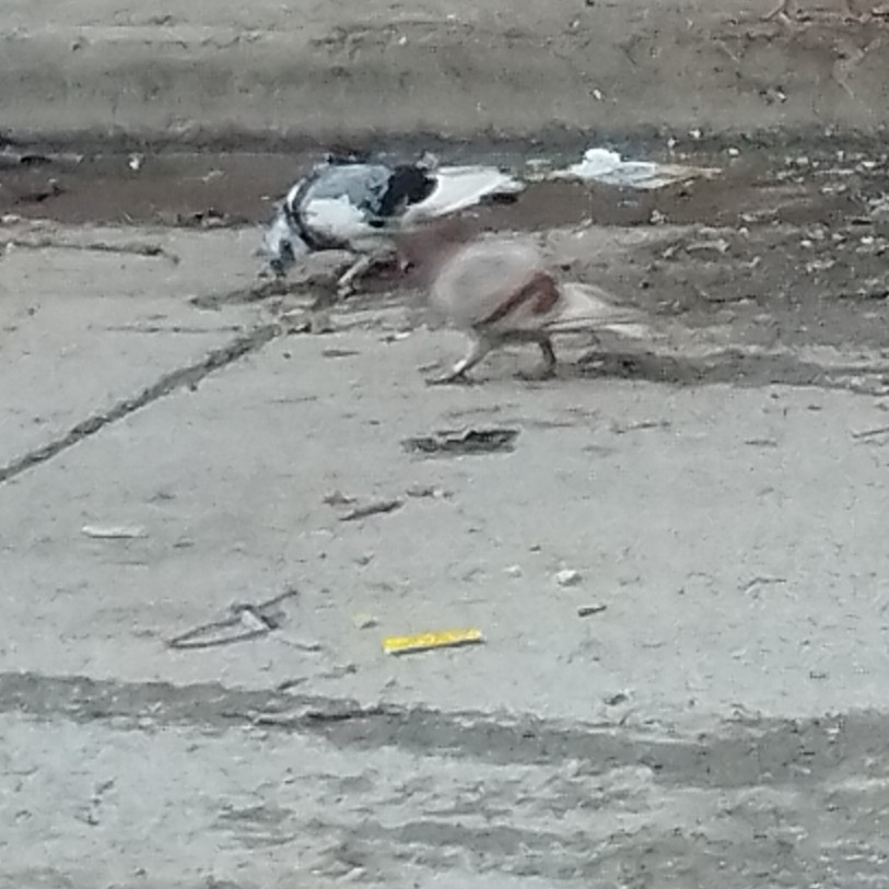 Rock Pigeon (Feral Pigeon) - ML646635315