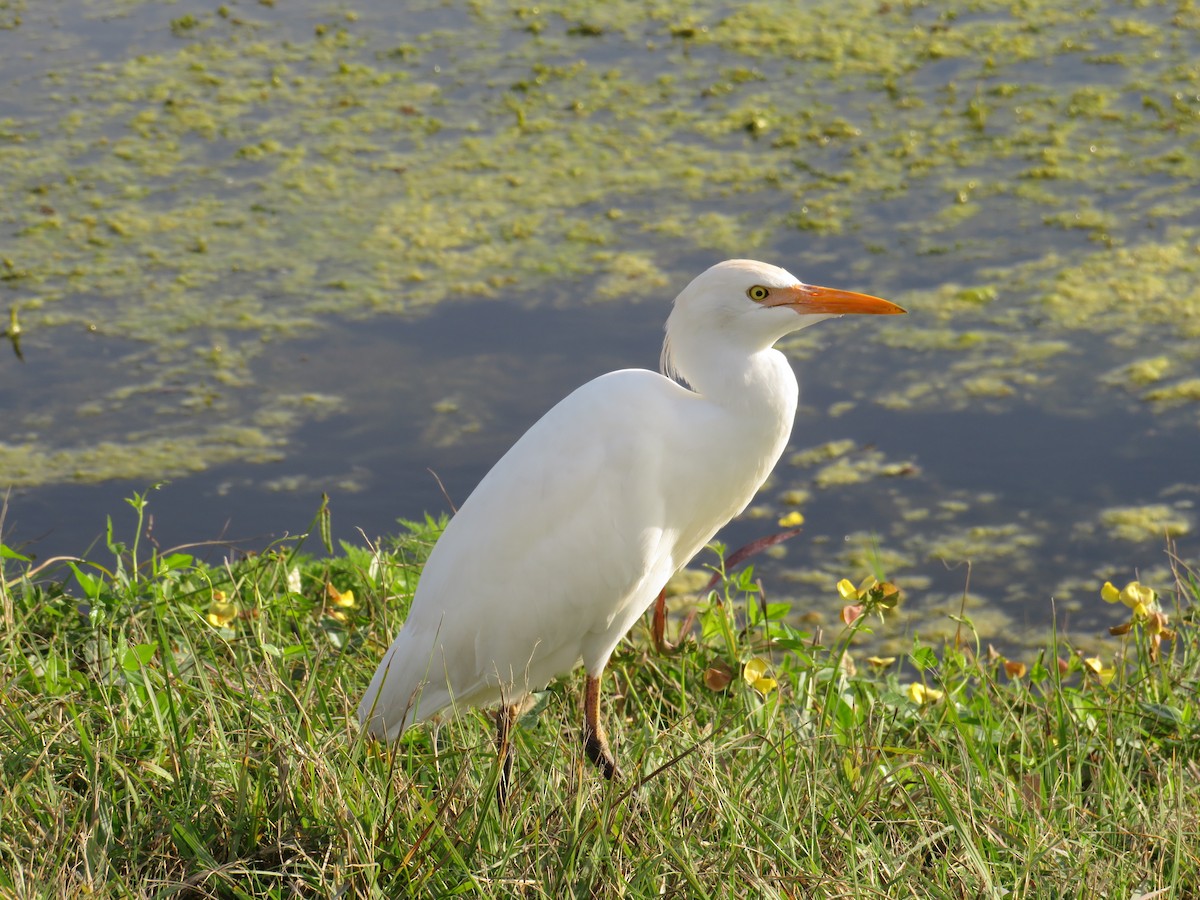 Western Cattle-Egret - ML646635316