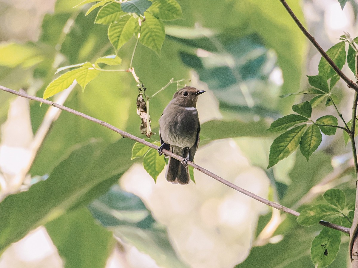 Rufous-bellied Niltava - ML646635317