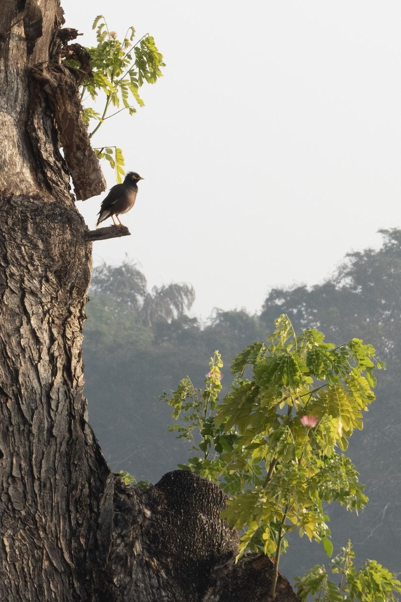 Common Myna - ML646635321