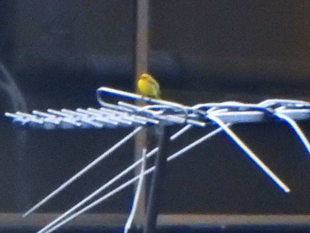 Saffron Finch - ML646635322