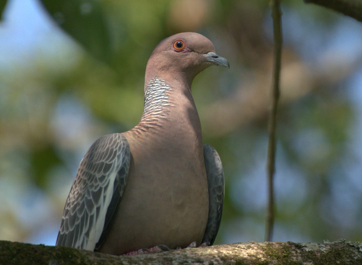 Pikazuro Güvercini - ML646635324