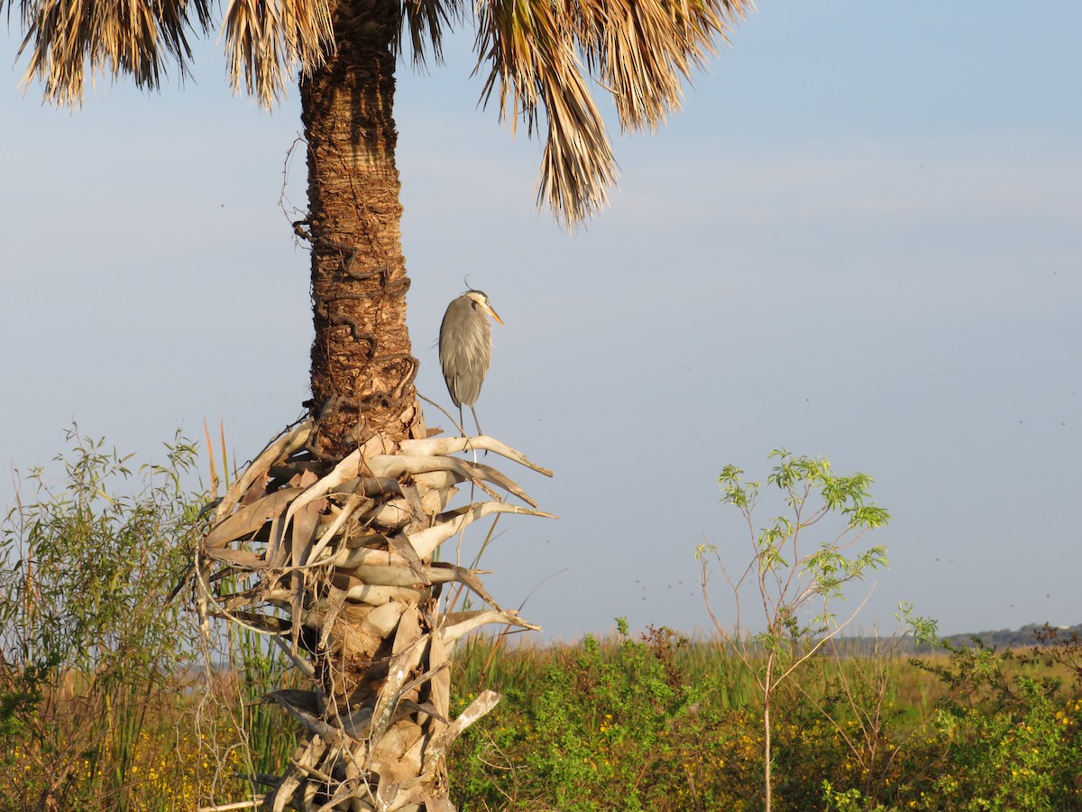 Great Blue Heron - ML646635328