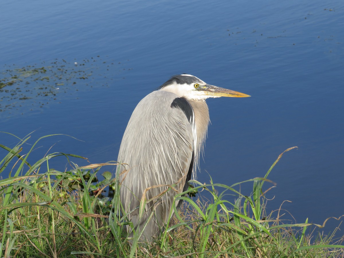 Great Blue Heron - ML646635330