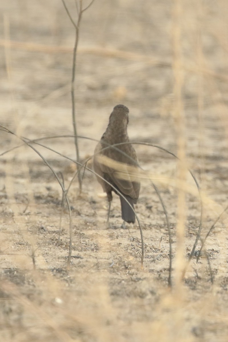 アリヒタキ - ML646635331