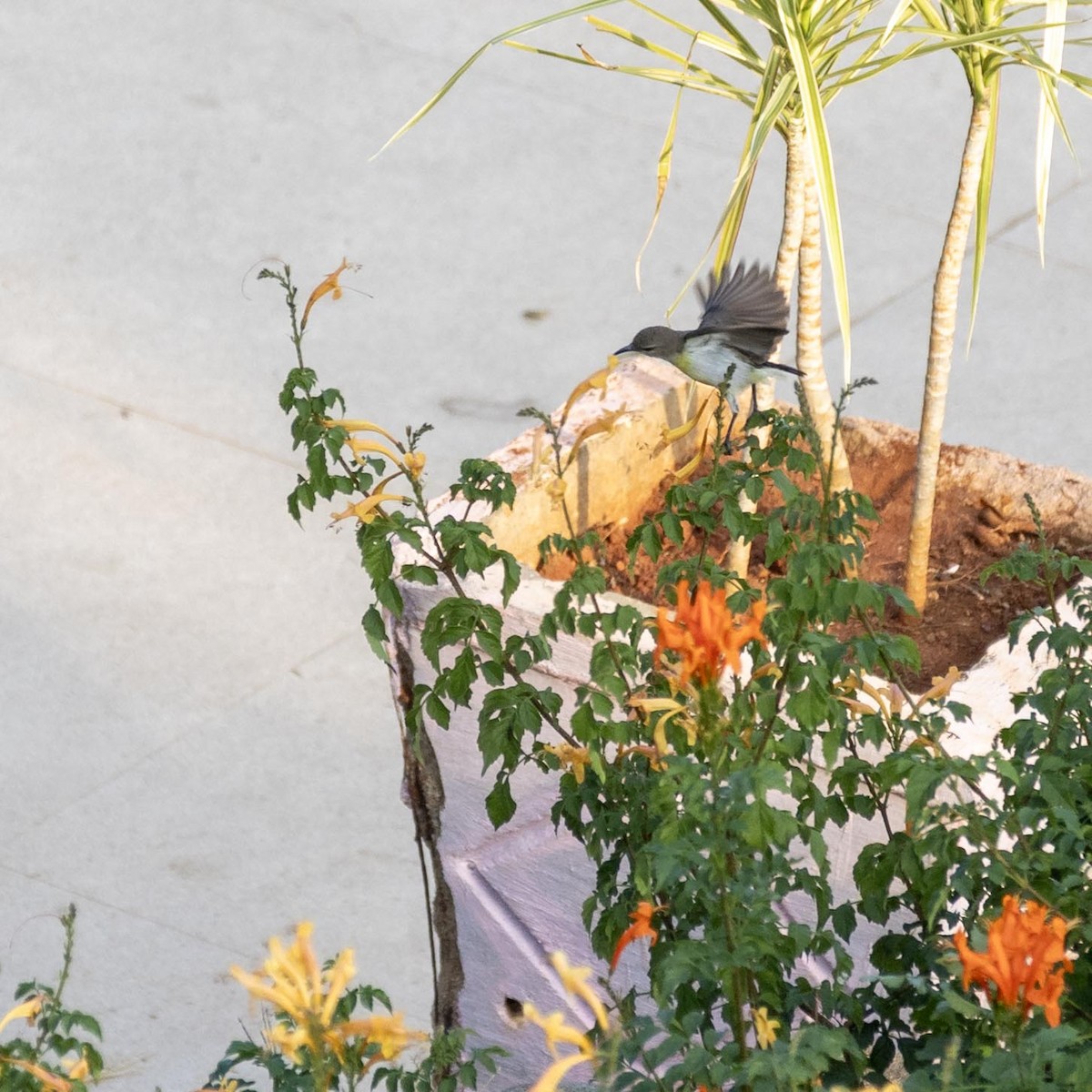 Purple-rumped Sunbird - ML646635332