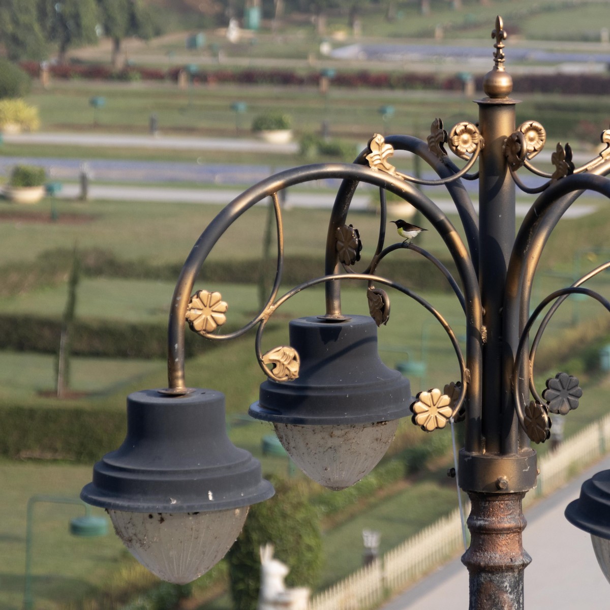 Purple-rumped Sunbird - ML646635333