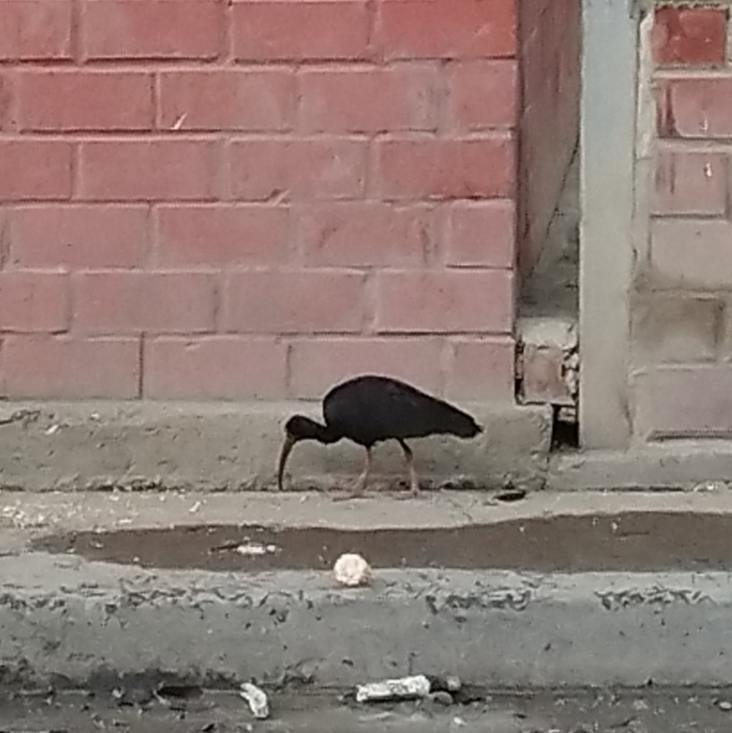 Nacktzügelibis - ML646635335