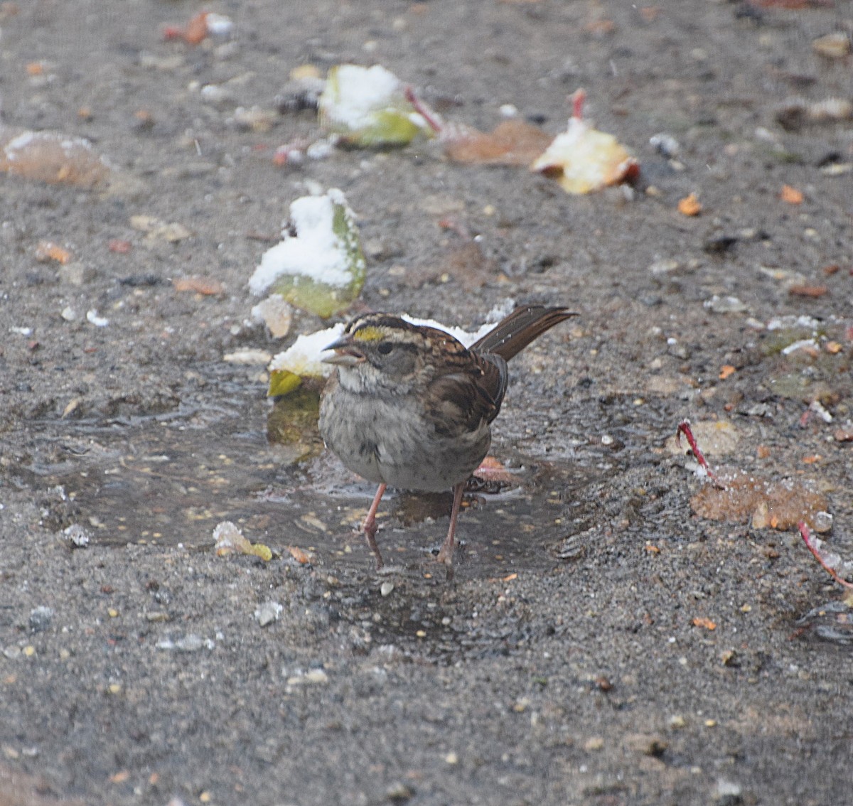 Белогорлая зонотрихия - ML646635338