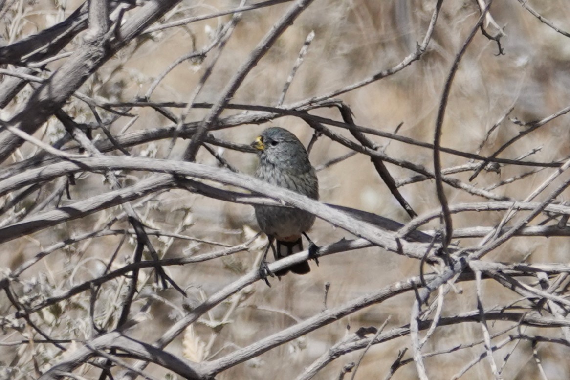Band-tailed Seedeater - ML646635342