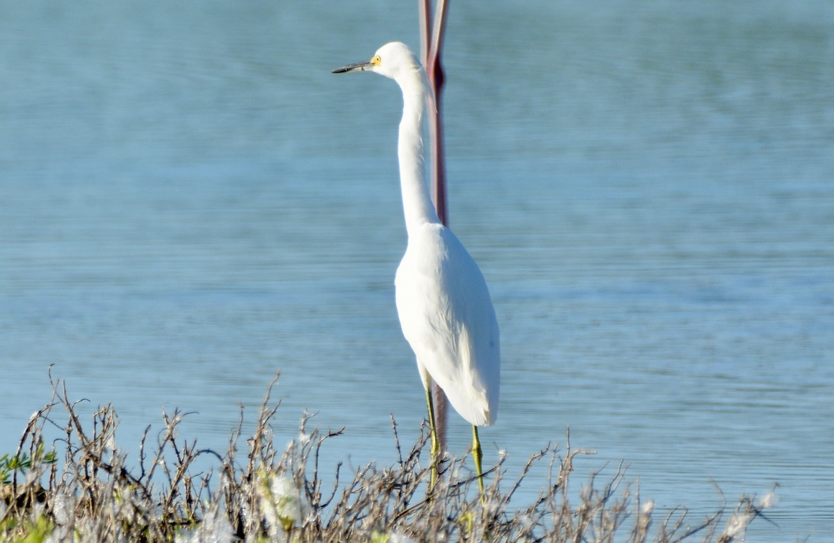 Snowy Egret - ML646635343