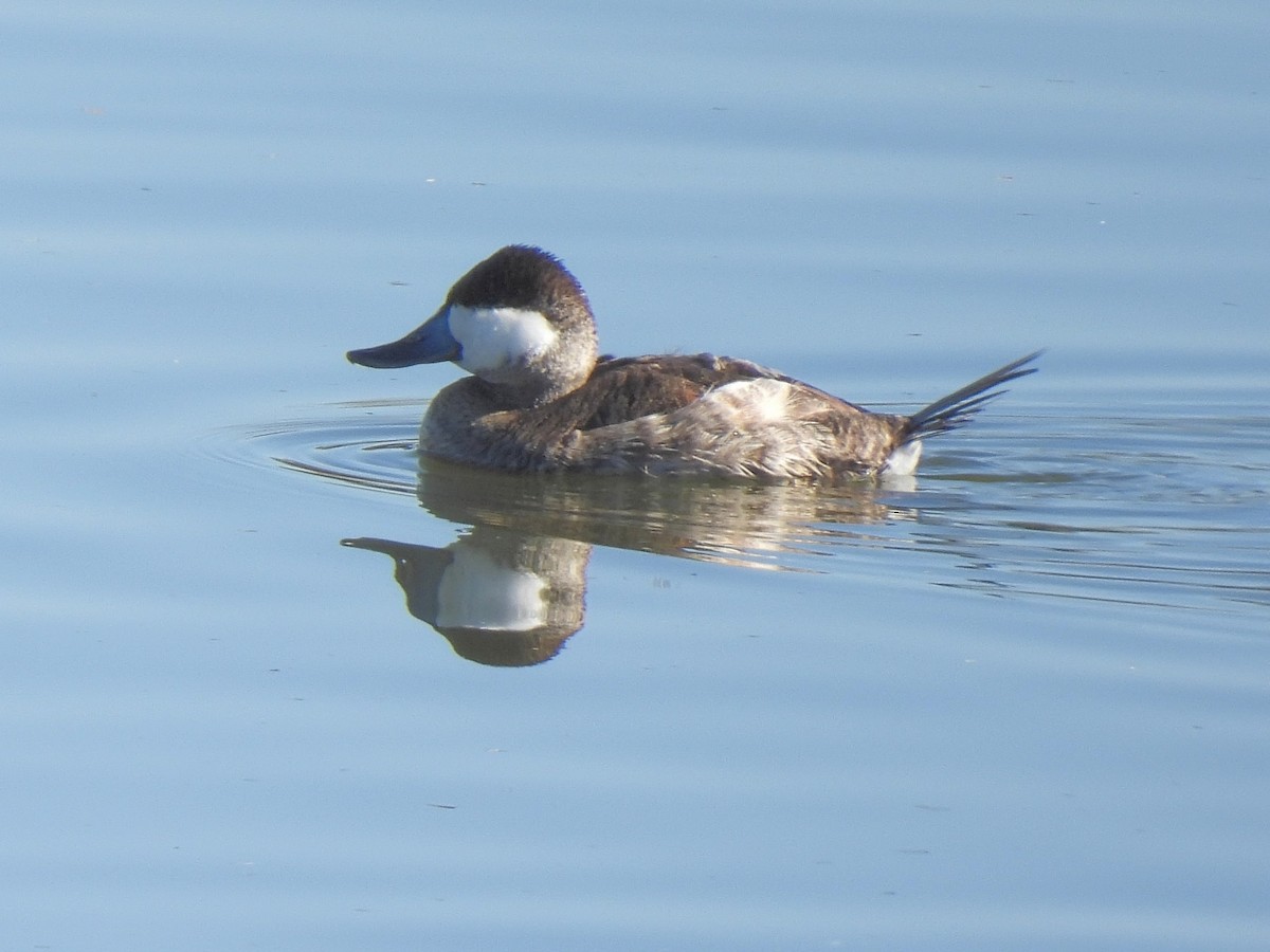 Amerika Dikkuyruğu - ML646635344