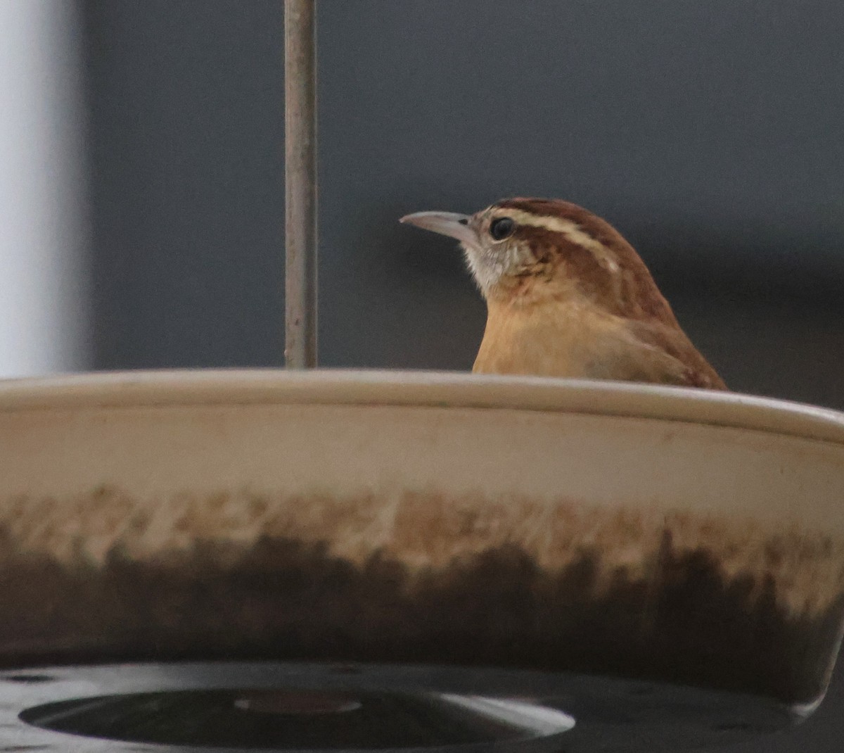 Carolina Wren - ML646635345