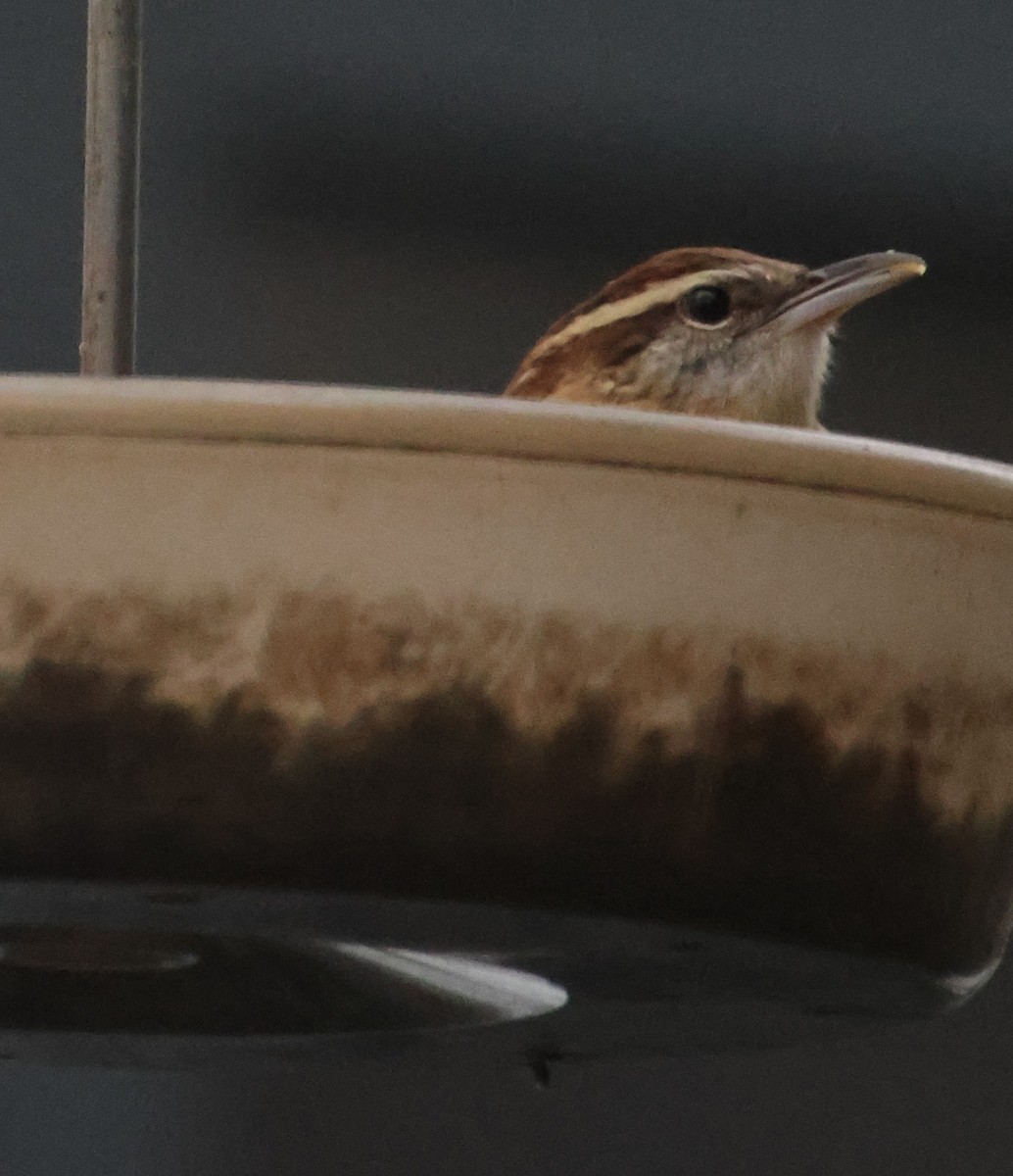 Carolina Wren - ML646635346