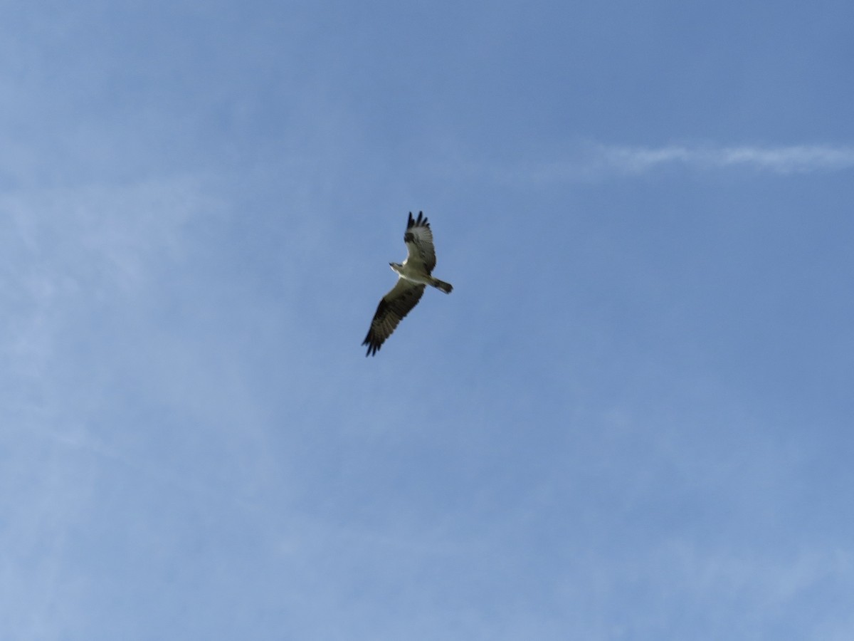 Osprey - ML646635348