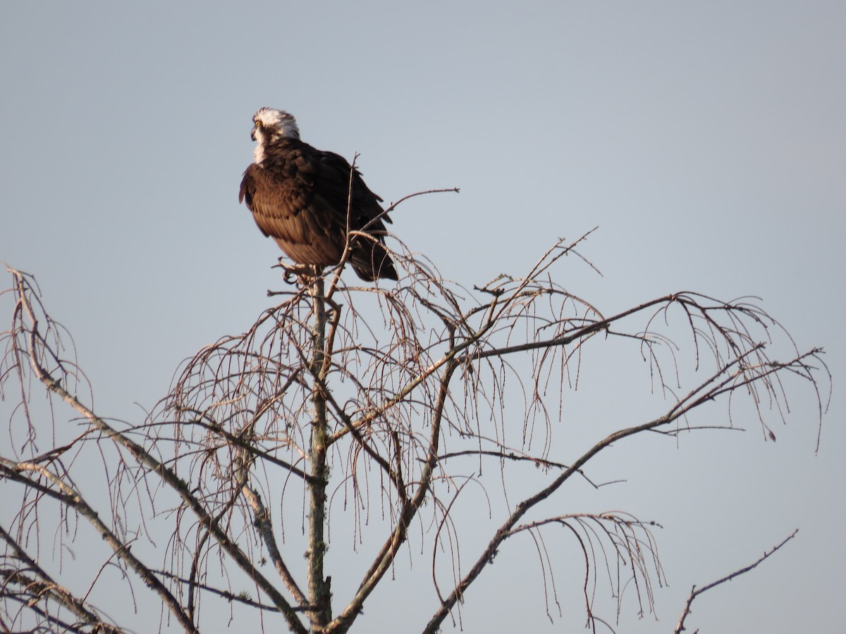 Osprey - ML646635349
