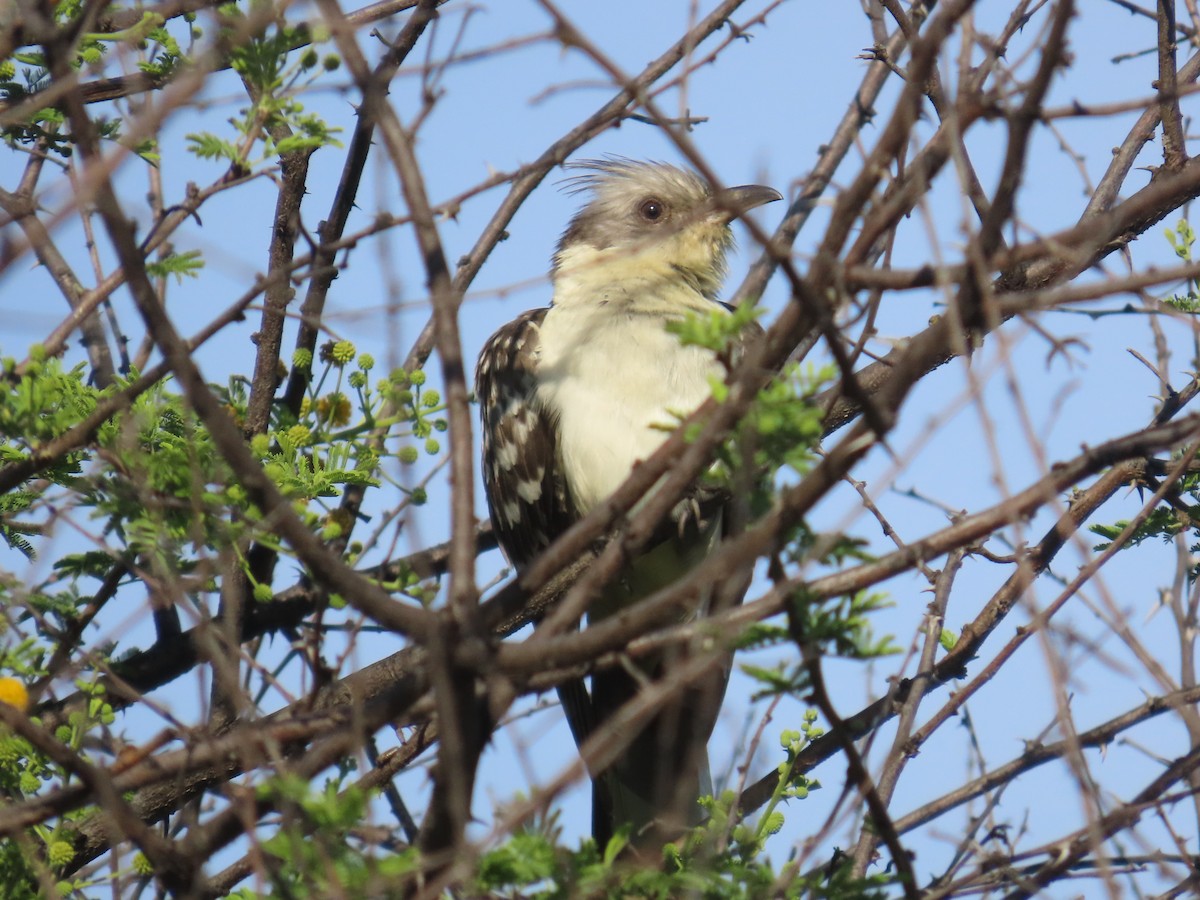 Great Spotted Cuckoo - ML646635350