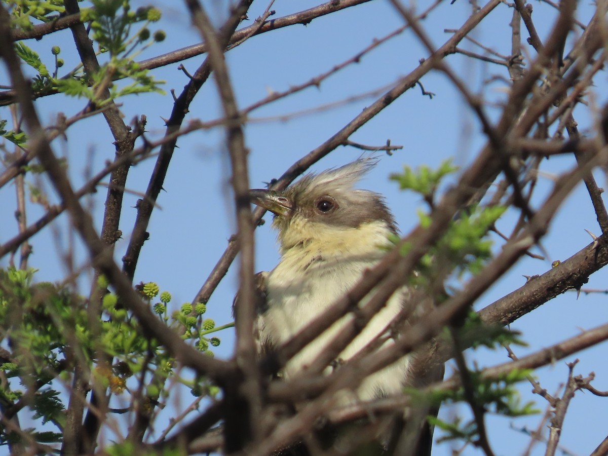 Great Spotted Cuckoo - ML646635351