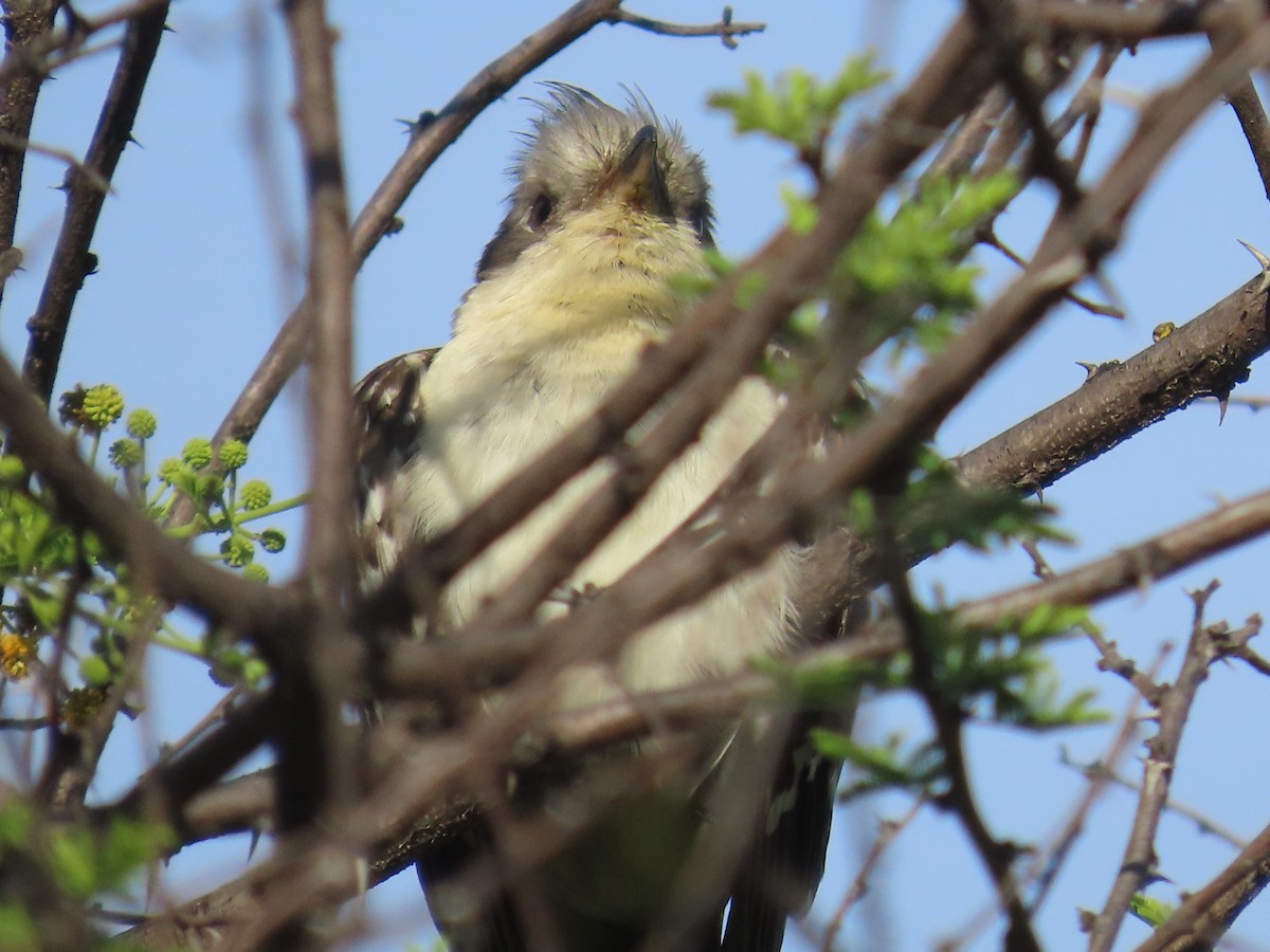 Great Spotted Cuckoo - ML646635352