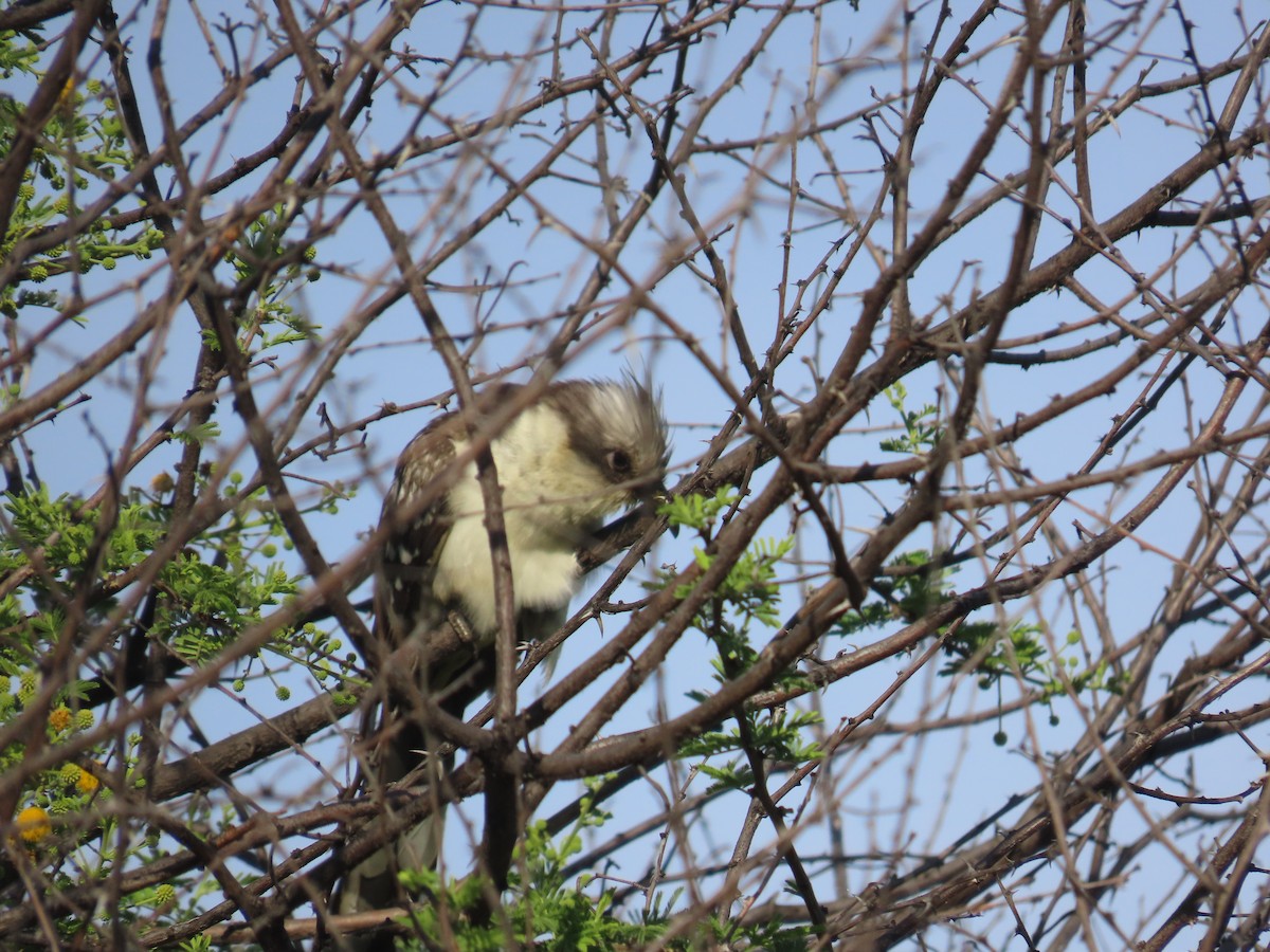 Great Spotted Cuckoo - ML646635353